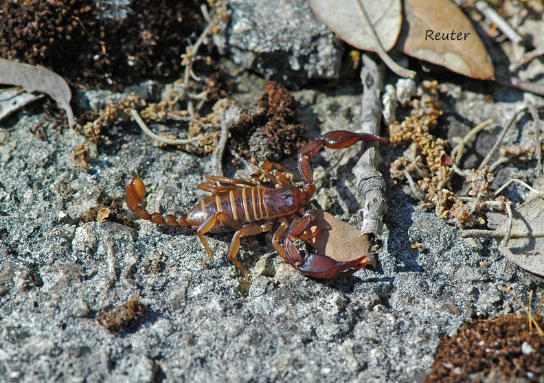 Skorpion (Euscorpius sp.)